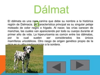 Dálmat 
a El dálmata es una raza canina que debe su nombre a la histórica 
región de Dalmacia. Su característica principal es su singular pelaje 
moteado de color negro o hígado. Al nacer, las crías carecen de 
manchas, las cuales van apareciendo por todo su cuerpo durante el 
primer año de vida. La hiperuricemia es común entre los dálmatas, 
por lo cual suelen ser considerados los únicos 
mamíferos uricotélicos. Otro rasgo de origen genético propio de la 
raza es su alta predisposición a la sordera. 
 