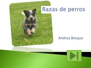 Razas de perros 
Andrea Bosque 
 