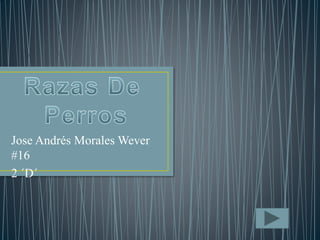 Jose Andrés Morales Wever 
#16 
2 ´D´ 
 