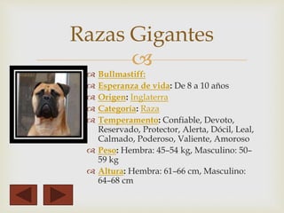 Razas Gigantes 
 
 Bullmastiff: 
 Esperanza de vida: De 8 a 10 años 
 Origen: Inglaterra 
 Categoría: Raza 
 Temperamento: Confiable, Devoto, 
Reservado, Protector, Alerta, Dócil, Leal, 
Calmado, Poderoso, Valiente, Amoroso 
 Peso: Hembra: 45–54 kg, Masculino: 50– 
59 kg 
 Altura: Hembra: 61–66 cm, Masculino: 
64–68 cm 
 