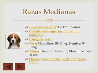 Razas Medianas 
 
 Esperanza de vida: De 12 a 15 años 
 Clasificación superior: Canis lupus 
familiaris 
 Categoría: Raza 
 Peso: Masculino: 10–11 kg, Hembra: 9– 
10 kg 
 Altura: Hembra: 33–38 cm, Masculino: 36– 
41 cm 
Origen: Gran Bretaña, Inglaterra, Reino 
Unido 
 