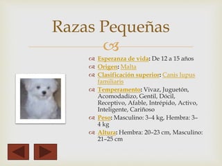 Razas Pequeñas 
 
 Esperanza de vida: De 12 a 15 años 
 Origen: Malta 
 Clasificación superior: Canis lupus 
familiaris 
 Temperamento: Vivaz, Juguetón, 
Acomodadizo, Gentil, Dócil, 
Receptivo, Afable, Intrépido, Activo, 
Inteligente, Cariñoso 
 Peso: Masculino: 3–4 kg, Hembra: 3– 
4 kg 
 Altura: Hembra: 20–23 cm, Masculino: 
21–25 cm 
 