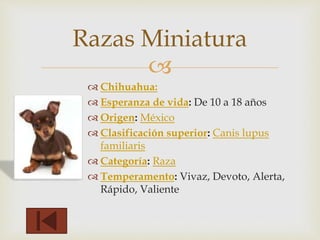 Razas Miniatura 
 
 Chihuahua: 
 Esperanza de vida: De 10 a 18 años 
 Origen: México 
 Clasificación superior: Canis lupus 
familiaris 
 Categoría: Raza 
 Temperamento: Vivaz, Devoto, Alerta, 
Rápido, Valiente 
