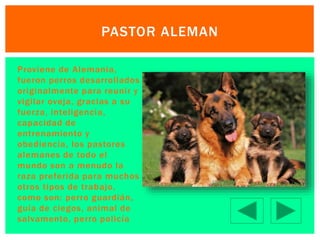 PASTOR ALEMAN 
 Proviene de Alemania, 
fueron perros desarrollados 
originalmente para reunir y 
vigi lar oveja, gracias a su 
fuerza, intel igencia, 
capacidad de 
entrenamiento y 
obediencia, los pastores 
alemanes de todo el 
mundo son a menudo la 
raza preferida para muchos 
otros tipos de trabajo, 
como son: perro guardián, 
guía de ciegos, animal de 
salvamento, perro pol icía 
 