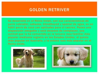 GOLDEN RETRIVER 
 Se desarrolló en el Reino Unido, con sus características de 
perro cobrador, sabueso, bloodhound y spaniel de agua, es un 
hábil perro de caza con aptitudes para el rastreo. Posee una 
disposición amigable y está deseoso de complacer, una 
actitud que lo ha conver tido en la tercera raza fami liar más 
popular mediante registro en los Estados Unidos, el quinto 
más popular en Australia, y la octava raza más popular en el 
Reino Unido. 
 