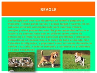 BEAGLE 
 Los beagle son una raza de perros de tamaño pequeño a 
mediano. Tienen patas cor tas y orejas largas y suaves. es un 
sabueso uti l izado principalmente para rastrear l iebres, 
conejos y otras piezas de caza. Su gran capacidad ol fativa e 
instinto de rastreo hace que se uti l icen como perros de 
detección de impor taciones agrícolas prohibidas y productos 
al imenticios en cuarentena a lo largo de todo el mundo. Son 
animales inteligentes, y populares como animales domésticos 
debido a su tal la, carácter tranqui lo y carencia de problemas 
de salud congénitos 
 