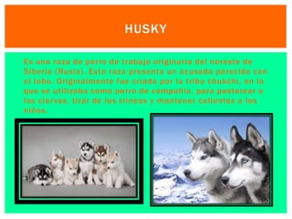 HUSKY 
 Es una raza de perro de trabajo originaria del noreste de 
Siberia (Rusia). Esta raza presenta un acusado parecido con 
el lobo. Originalmente fue criado por la tribu chukchi , en la 
que se uti l izaba como perro de compañía, para pastorear a 
los ciervos, tirar de los trineos y mantener cal ientes a los 
niños. 
 