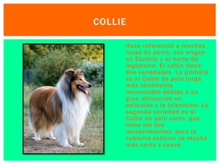 COLLIE 
 Hace referencia a muchas 
razas de perro, con origen 
en Escocia y el nor te de 
Inglaterra. El col l ie tiene 
dos variedades. La primera 
es el Col l ie de pelo largo, 
más fáci lmente 
reconocible debido a su 
gran uti l ización en 
pel ículas y la televisión. La 
segunda variedad es el 
Col l ie de pelo cor to, que 
tiene los dos 
recubrimientos, pero la 
cubier ta exterior es mucha 
más cor ta y suave. 
 