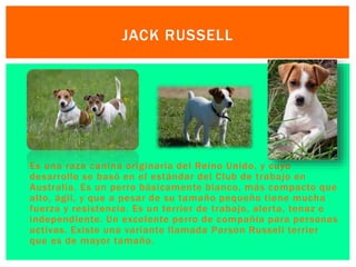 JACK RUSSELL 
 Es una raza canina originaria del Reino Unido, y cuyo 
desarrollo se basó en el estándar del Club de trabajo en 
Australia. Es un perro básicamente blanco, más compacto que 
alto, ági l, y que a pesar de su tamaño pequeño tiene mucha 
fuerza y resistencia. Es un terrier de trabajo, aler ta, tenaz e 
independiente. Un excelente perro de compañía para personas 
activas. Existe una variante l lamada Parson Russell terrier 
que es de mayor tamaño. 
