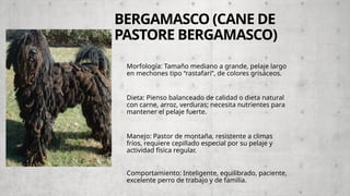 Cane Rasta razas de perros tipo pastores y gatos bicolor.pptx