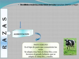 R A Z A S      ●   Se de las
                   Es diferencia de las otras vacas por sus
                   Unadócil mejores productoras de leche manchas (blanco y negro




            ALIMENTACION




                                   PASTO KIKUYO
                       Es el tipo de pasto que consumirán las
                                        vacas.
                       Se adapta muy bien al clima frío, y eso
                        favorece al ganado holstein, que se
                            adapta al clima frío, y medio.
 