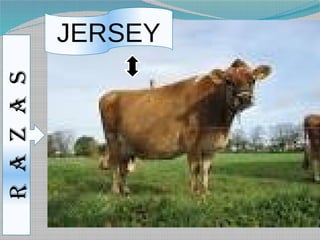 R A Z A S
            JERSEY
 