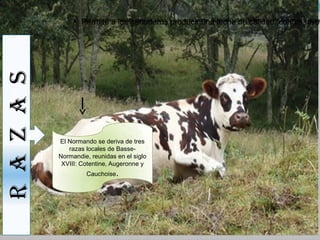 ●
                 ●   Una carne reconocida para su sabor y su pasta verde. Sus calidades de produccióncon un y su mo
                     Permite a los ganaderos producir una leche de calidad, de carne nivel
R A Z A S



            El Normando se deriva de tres
               razas locales de Basse-
            Normandie, reunidas en el siglo
             XVIII: Cotentine, Augeronne y
                       Cauchoise.
 