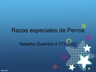 Razas especiales de Perros
Natasha Guerrero 4-773-2032
 