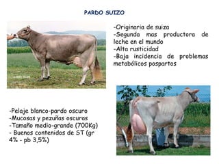 PARDO SUIZO
-Originaria de suiza
-Segunda mas productora de
leche en el mundo
-Alta rusticidad
-Baja incidencia de problemas
metabólicos pospartos
-Pelaje blanco-pardo oscuro
-Mucosas y pezuñas oscuras
-Tamaño medio-grande (700Kg)
- Buenos contenidos de ST (gr
4% - pb 3,5%)
 