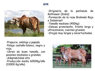 GYR
-Originaria de la península de
Kathiawar (India)
-Formación de la raza Brahmán Rojo
e Indubrasil
-Tamaño mediano (450kg)
-Cabeza prominente, frente larga y
ultraconvexa; cuernos gruesos
-Orejas muy largas y encartuchadas.
-Prepucio, ombligo y papada
-Pelaje castaño-blanco, negro y
rojo.
-Ubres de buen tamaño, con
pezones medianos a grandes.
-Adaptabilidad alta
-Producción media 6000Kg/año
(13000 Kg/año)
 