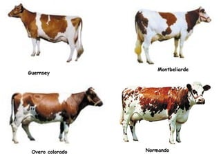 Guernsey
Montbeliarde
NormandoOvero colorado
 
