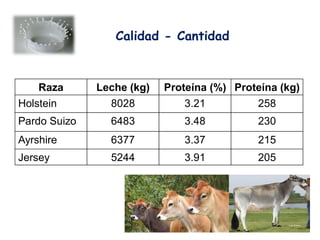 Raza Leche (kg) Proteína (%) Proteína (kg)
Holstein 8028 3.21 258
Pardo Suizo 6483 3.48 230
Ayrshire 6377 3.37 215
Jersey 5244 3.91 205
Calidad - Cantidad
 