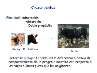 Cruzamientos
Finalidad: Adaptación
Absorción
Doble propósito
Heterosis o Vigor Hibrido, es la diferencia o desvío del
comportamiento de la progenie mestiza con respecto a
las razas o líneas puras que las originaron.
Jersey HolsteinX
Jerhol
 