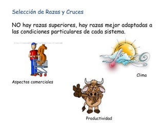 Selección de Razas y Cruces
NO hay razas superiores, hay razas mejor adaptadas a
las condiciones particulares de cada sistema.
Aspectos comerciales
Clima
Productividad
 