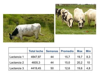 Total leche Semanas Promedio Max Min
Lactancia 1 4847,97 44 15,7 19,7 8,3
Lactancia 2 4605,3 44 15,0 20,2 10
Lactancia 3 4419,45 50 12,6 19,6 4,8
 