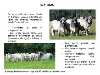 Es una raza Cebuina desarrollada
en Estados Unidos a finales de
1800, de animales importados
desde India y Brazil.
- Tolerantes al calor y
ectoparasitos.
- La joroba posee carne con
bastante infiltración de grasa
(reservorio de agua) – tolerante
a sequia.
BRAHMAN
- Pelo corto, grueso, piel
pigmentada.
- Crecimiento rápido, tamaño
medio.
- Instinto maternal fuerte,
temperamento dócil,
nerviosos.
- Coloración de blanco a gris
oscuro. (Más pronunciado en
machos)
La raza Brahman constituye el 95% del hato Cebú nacional.
 