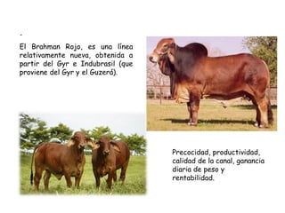 -
El Brahman Rojo, es una línea
relativamente nueva, obtenida a
partir del Gyr e Indubrasil (que
proviene del Gyr y el Guzerá).
Precocidad, productividad,
calidad de la canal, ganancia
diaria de peso y
rentabilidad.
 