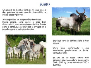 Originaria de Bombai (India). Al igual que la
Gyr, proviene de una zona de clima cálido de
suelos secos y pobres.
Alta capacidad de adaptación y fertilidad.
Pecho amplio, lomo recto y giba bien
desarrollada, cuernos en forma de lira, frente
plana o cóncava, ojos elípticos y arrugas en la
arcada suprorbitaria prominentes.
El pelaje varia de cenizo aclaro al muy
oscuro.
Ubre bien conformada y son
excelentes productoras de leche.
(6.000Kg/año)
Es una de las razas índicas más
pesadas. Una vaca adulta pesa entre
500 - 550 Kg y un toro entre 700 -
1000 Kg.
GUZERÁ
 