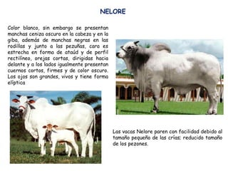 Color blanco, sin embargo se presentan
manchas ceniza oscuro en la cabeza y en la
giba, además de manchas negras en las
rodillas y junto a las pezuñas, cara es
estrecha en forma de ataúd y de perfil
rectilíneo, orejas cortas, dirigidas hacia
delante y a los lados igualmente presentan
cuernos cortos, firmes y de color oscuro.
Los ojos son grandes, vivos y tiene forma
elíptica
Las vacas Nelore paren con facilidad debido al
tamaño pequeño de las crías; reducido tamaño
de los pezones.
NELORE
 