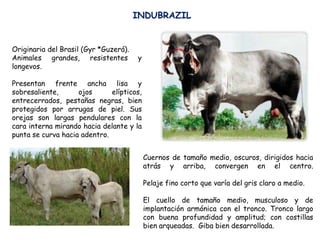 Originaria del Brasil (Gyr *Guzerá).
Animales grandes, resistentes y
longevos.
Presentan frente ancha lisa y
sobresaliente, ojos elípticos,
entrecerrados, pestañas negras, bien
protegidos por arrugas de piel. Sus
orejas son largas pendulares con la
cara interna mirando hacia delante y la
punta se curva hacia adentro.
Cuernos de tamaño medio, oscuros, dirigidos hacia
atrás y arriba, convergen en el centro.
Pelaje fino corto que varía del gris claro a medio.
El cuello de tamaño medio, musculoso y de
implantación armónica con el tronco. Tronco largo
con buena profundidad y amplitud; con costillas
bien arqueadas. Giba bien desarrollada.
INDUBRAZIL
 