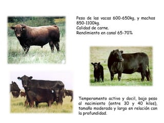 Peso de las vacas 600-650kg, y machos
850-1100kg.
Calidad de carne.
Rendimiento en canal 65-70%
Temperamento activo y docil, bajo peso
al nacimiento (entre 30 y 40 kilos),
tamaño moderado y largo en relación con
la profundidad.
 