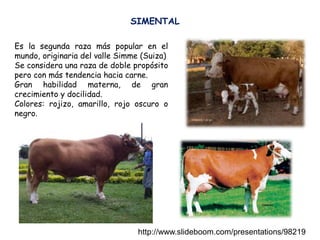 Es la segunda raza más popular en el
mundo, originaria del valle Simme (Suiza)
Se considera una raza de doble propósito
pero con más tendencia hacia carne.
Gran habilidad materna, de gran
crecimiento y docilidad.
Colores: rojizo, amarillo, rojo oscuro o
negro.
SIMENTAL
http://www.slideboom.com/presentations/98219
 