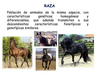 Población de animales de la misma especie, con
características genéticas homogéneas y
diferenciables, que además transmiten a sus
descendientes características fenotípicas y
genotípicas similares.
RAZA
 