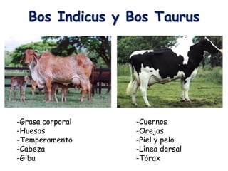 Bos Indicus y Bos Taurus
-Grasa corporal
-Huesos
-Temperamento
-Cabeza
-Giba
-Cuernos
-Orejas
-Piel y pelo
-Línea dorsal
-Tórax
 