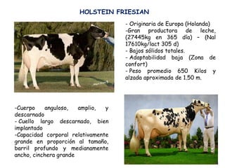 - Originaria de Europa (Holanda)
-Gran productora de leche,
(27445kg en 365 día) – (Nal
17610kg/lact 305 d)
- Bajos sólidos totales.
- Adaptabilidad baja (Zona de
confort)
- Peso promedio 650 Kilos y
alzada aproximada de 1.50 m.
HOLSTEIN FRIESIAN
-Cuerpo anguloso, amplio, y
descarnado
- Cuello largo descarnado, bien
implantado
-Capacidad corporal relativamente
grande en proporción al tamaño,
barril profundo y medianamente
ancho, cinchera grande
 