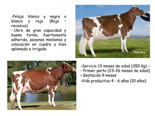 -
-Pelaje blanco y negro o
blanco y rojo. (Rojo –
recesivo).
- Ubre de gran capacidad y
buena forma, fuertemente
adherida, pezones medianos y
colocación en cuadro y bien
aplomada e irrigada
-Servicio 13 meses de edad (350 Kg) –
- Primer parto (23-26 meses de edad)
– Gestación 9 meses
-Vida productiva 4 - 6 años (10 años)
 