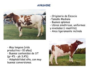 AYRSHIRE
- Originaria de Escocia
-Tamaño Mediano
- Buenos aplomos
- Ubres simétricas, uniformes
y niveladas (< mastitis)
- Anca ligeramente inclinda
- Muy longeva (vida
productiva > 10 años)
- Buenos contenidos de ST
(gr 4% - pb 3,4%)
- Adaptabilidad alta, con muy
buenas conversiones.
 