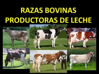 RAZAS BOVINAS
PRODUCTORAS DE LECHE

 