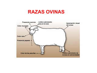 RAZAS OVINAS 