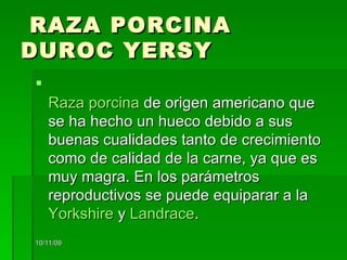   RAZA PORCINA DUROC YERSY  <ul><li>Raza porcina  de origen americano que se ha hecho un hueco debido a sus buenas cualida...