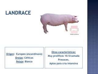 Otras características:
Origen: Europeo (escandinavo)
                                Muy prolíficos 10.5/camada
       Orejas: Célticas
                                        Precoces.
       Pelaje: Blanco
                                 Aptos para cría intensiva
 