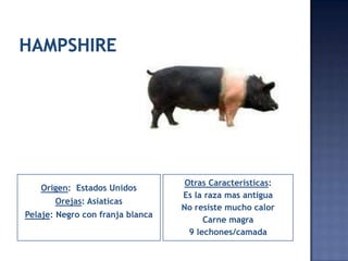 Otras Caracteristicas:
   Origen: Estados Unidos
                                  Es la raza mas antigua
       Orejas: Asiaticas
                                  No resiste mucho calor
Pelaje: Negro con franja blanca
                                        Carne magra
                                    9 lechones/camada
 