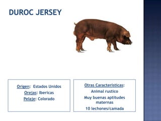 Origen: Estados Unidos   Otras Caracteristicas:
   Orejas: Ibericas         Animal rustico
   Pelaje: Colorado      Muy buenas aptitudes
                              maternas
                         10 lechones/camada
 