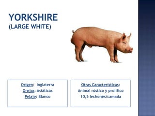 Origen: Inglaterra    Otras Caracteristicas:
Orejas: Asiáticas    Animal rústico y prolifico
  Pelaje: Blanco      10,5 lechones/camada
 