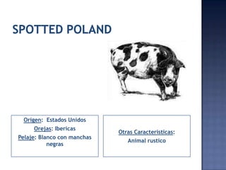Origen: Estados Unidos
     Orejas: Ibericas
                             Otras Caracteristicas:
Pelaje: Blanco con manchas
                                Animal rustico
           negras
 