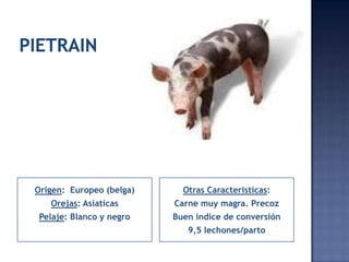 Origen: Europeo (belga)     Otras Caracteristicas:
   Orejas: Asiaticas      Carne muy magra. Precoz
 Pelaje: Blanco y negro   Buen indice de conversión
                             9,5 lechones/parto
 