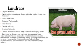 Razas porcinas.pptx
