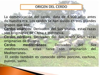 ORIGEN DEL CERDO
La domesticación del cerdo data de 4.900 años antes
de nuestra era. Los cerdos se han divido en tres grandes
grupos que son:
Cerdos asiáticos: Derivados del Sus vitatus, estas razas
son originarias de China e Indonesia.
Cerdos nórdicos: Derivados del Sus scrofa ferus, razas
originarias de Europa.
Cerdos mediterráneos: Derivados del Sus
mediterraneus, estas razas son originarios del
Mediterraneo.
El cerdo también es conocido como porcino, cochino,
puerco, suino.
 