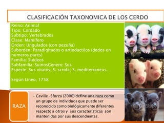 Reino: Animal
Tipo: Cordado
Subtipo: Vertebrados
Clase: Mamífero
Orden: Ungulados (con pezuña)
Suborden: Paradigitados o artiodactilos (dedos en
numeros pares)
Familia: Suideos
Subfamilia: SuinosGenero: Sus
Especie: Sus vitatos; S. scrofa; S. mediterraneus.
Según Lineo, 1758
• Caville –Sforza (2000) define una raza como
un grupo de individuos que puede ser
reconocido como biológicamente diferentes
respecto a otros y sus características son
mantenidas por sus descendientes.
RAZA
 