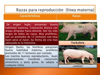 Yorkshire
De origen Ingle, presentan buena
habilidad materna, Coloración blanca con
orejas dirigidas hacia delante. Son los más
largos de todas las razas. Muy prolíferos,
con un promedio de 12 lechones con muy
buen peso al nacer. Su forma de cría mas
adecuada es la intensiva.
Origen Danés, las hembras presentan
buena habilidad materna, proliferas
promedio de 11 lechones por camada.
Los machos buenos reproductores, buen
temperamento. Excelente conversión
alimenticia y poca grasa. Se adapta a
cualquier clima. LANDREACE
Características Razas
 